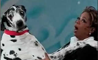 The Biggest Dog In The World On Oprah